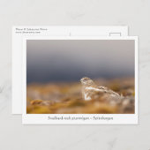 スバルバルド・プタルミガンの写真 ポストカード (正面/裏面)