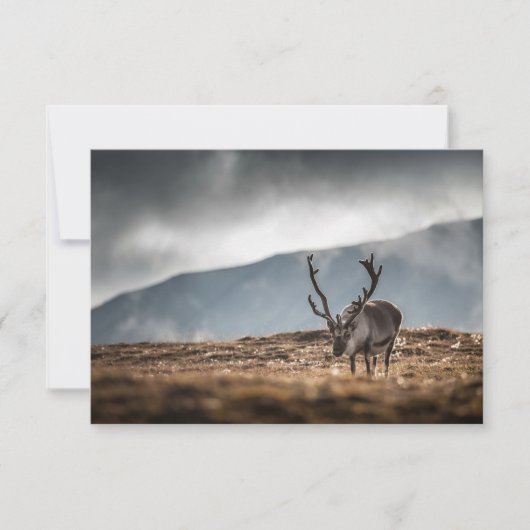 スバルバードトナカイ自然フォトカード (正面)