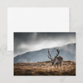 スバルバードトナカイ自然フォトカード (正面/裏面)