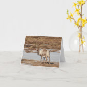 スバルバードトナカイ自然写真 カード (黄色い花)