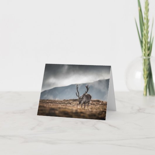 スバルバードトナカイ自然写真 カード (正面)