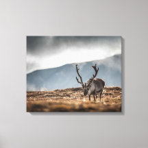 スバルバードトナカイ自然写真