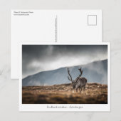 スバルバードトナカイ自然写真 ポストカード (正面/裏面)