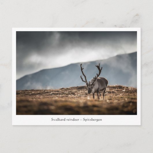 スバルバードトナカイ自然写真 ポストカード (正面)