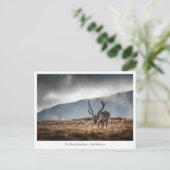 スバルバードトナカイ自然写真 ポストカード (スタンド正面)