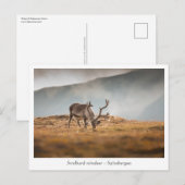 スバルバードトナカイ自然写真 ポストカード (正面/裏面)