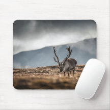 スバルバードトナカイ自然写真