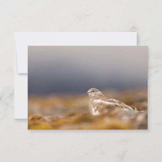 スバルバードパルミガン自然写真カード (正面)