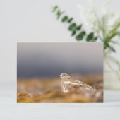 スバルバードパルミガン自然写真カード (スタンド正面)