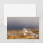 スバルバードパルミガン自然写真カード (正面/裏面)