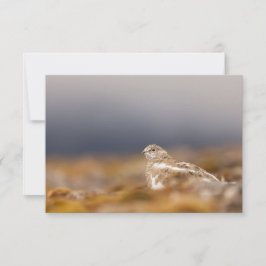 スバルバードパルミガン自然写真カード