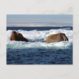 スバールバのストロヤ島のセイウチ ポストカード