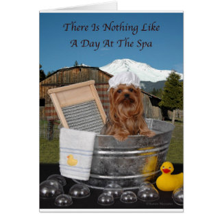 スパのヨークシャーテリア日