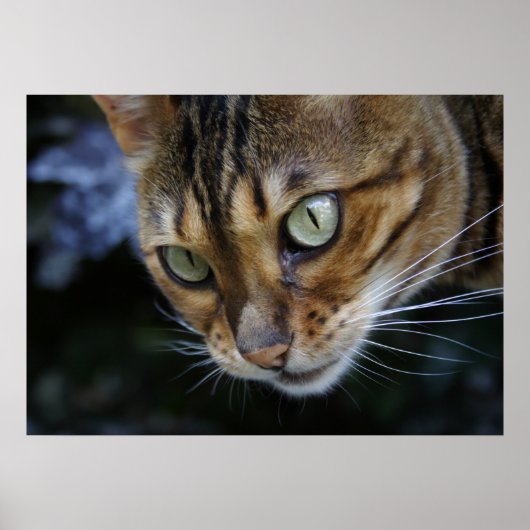 スパイするベンガル猫 ポスター (正面)