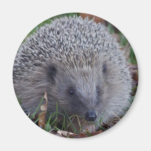 スパイクマグネット マグネット (正面)