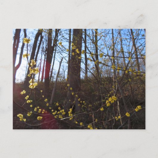 スパイスブッシュの花春 ポストカード (正面)