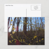 スパイスブッシュの花春 ポストカード (正面/裏面)