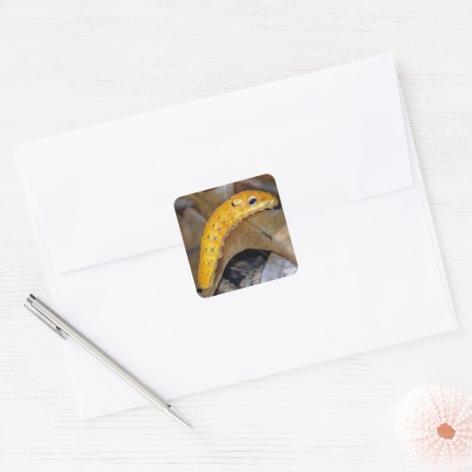 スパイスブッシュアゲハチョウキャタピラースクエアシール スクエアシール (封筒)