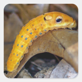 スパイスブッシュアゲハチョウキャタピラースクエアシール スクエアシール