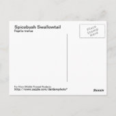 スパイスブッシュアゲハチョウ葉書 ポストカード (裏面)