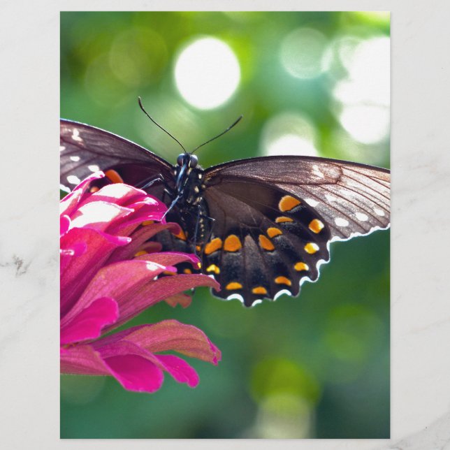 スパイスブッシュアゲハチョウ (正面)