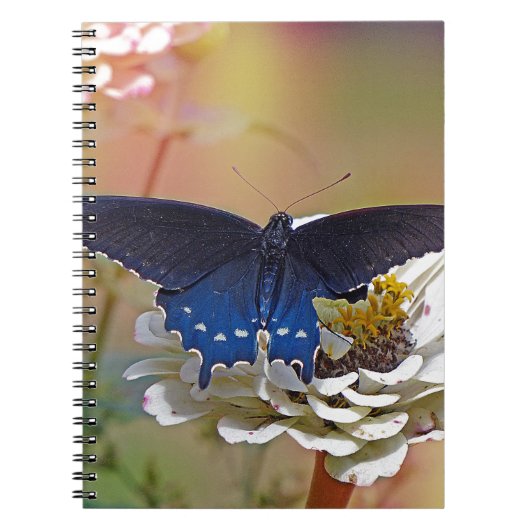 スパイスブッシュアゲハチョウ ノートブック (正面)