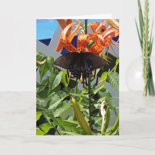 スパイスブッシュアゲハチョウ/日々の奇跡 カード (正面)