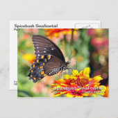 スパイスブッシュスワローテイルのポストカード ポストカード (正面/裏面)