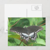 スパイスブッシュ葉書 ポストカード (正面/裏面)