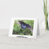 スパイセブッシュアゲハチョウ カード (裏面)