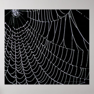スパイダーくもの巣 プリント