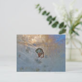 スパイダーインくもの巣 ポストカード (スタンド正面)