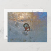 スパイダーインくもの巣 ポストカード (正面/裏面)