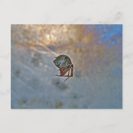 スパイダーインくもの巣 ポストカード (正面)