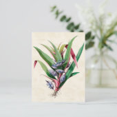 スパイダーウォルトヴィンテージ植物学 ポストカード (スタンド正面)