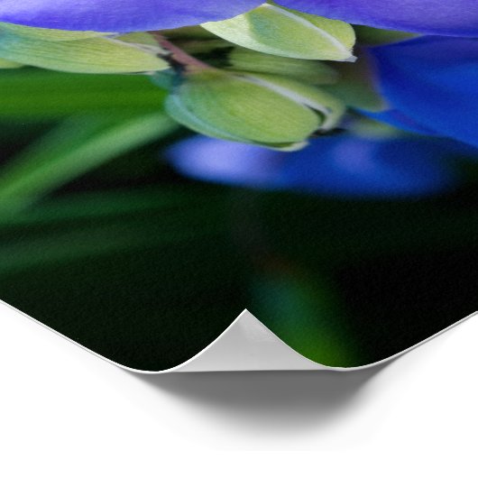 スパイダーウォルト植物のクローズアップ開花 ポスター (角)