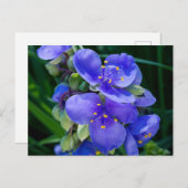 スパイダーウォルト植物のクローズアップ開花 ポストカード (正面/裏面)