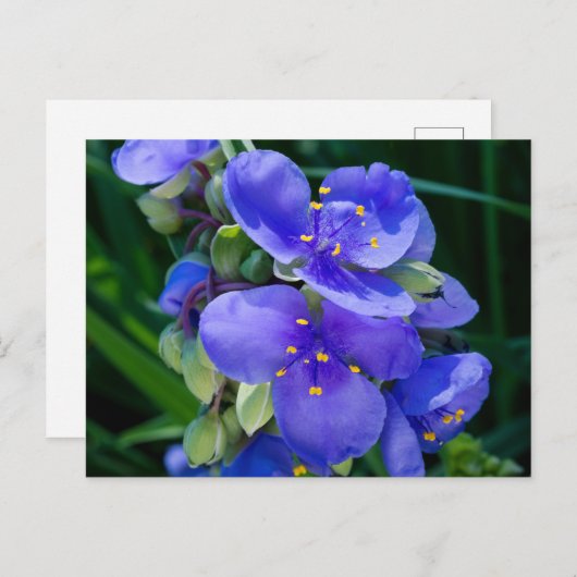 スパイダーウォルト植物のクローズアップ開花 ポストカード (正面/裏面)