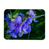 スパイダーウォルト植物のクローズアップ開花 マグネット (横)