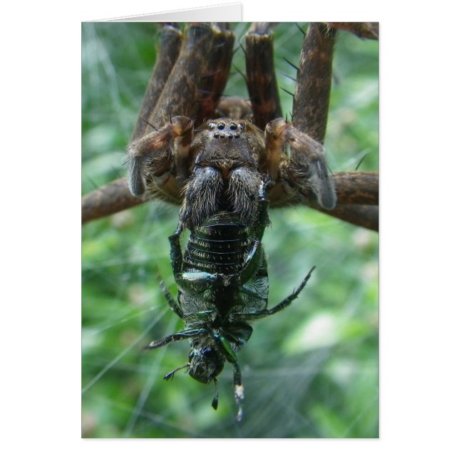 スパイダーカード (正面)