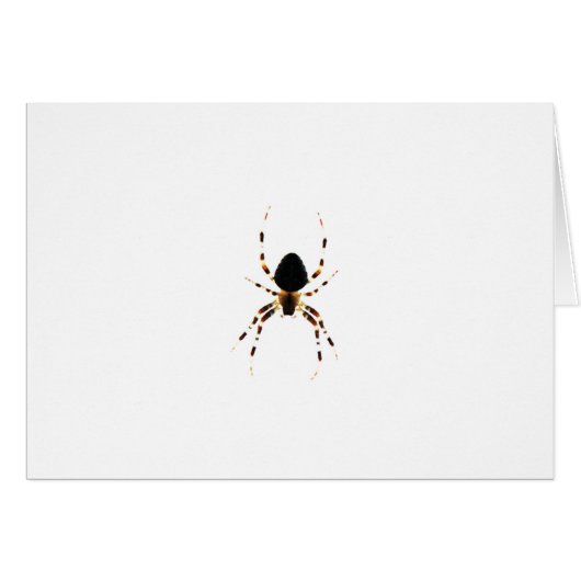 スパイダーグッニャ (正面横)