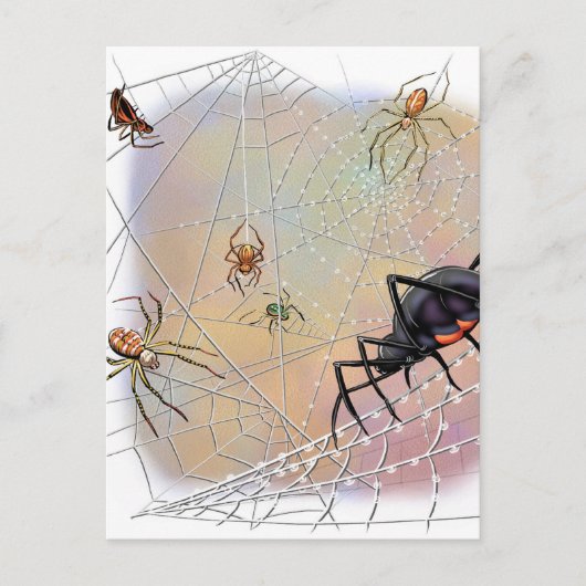 スパイダースはがき ポストカード (正面)