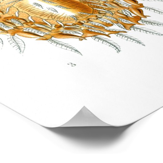 スパイダースアラチニダイラストズバイエルンストヘイケル ポスター (角)