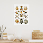 スパイダースアラチニダイラストズバイエルンストヘイケル ポスター (キッチン)