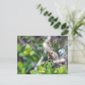 スパイダーズ・イン・くもの巣はがき ポストカード (スタンド正面)