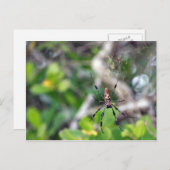 スパイダーズ・イン・くもの巣はがき ポストカード (正面/裏面)