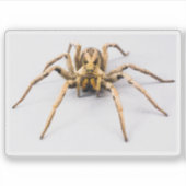 スパイダーセンス シール (正面)