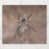 スパイダーボトルラベル ビールラベル (シングルラベル)