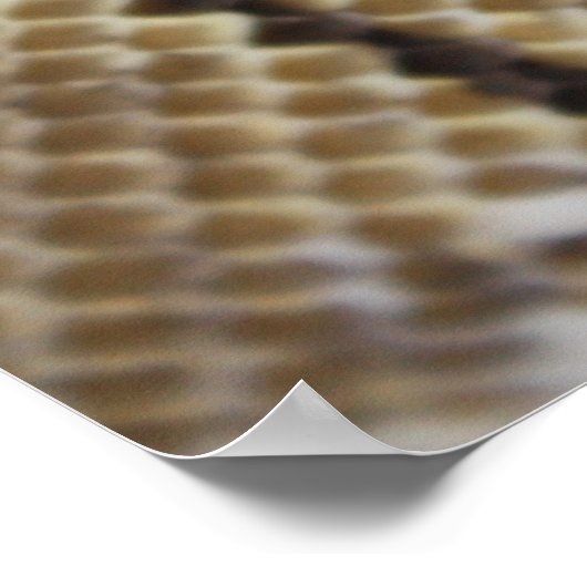 スパイダーボールPythonポスター ポスター (角)