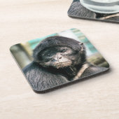 スパイダーモンキー コースター (左側)